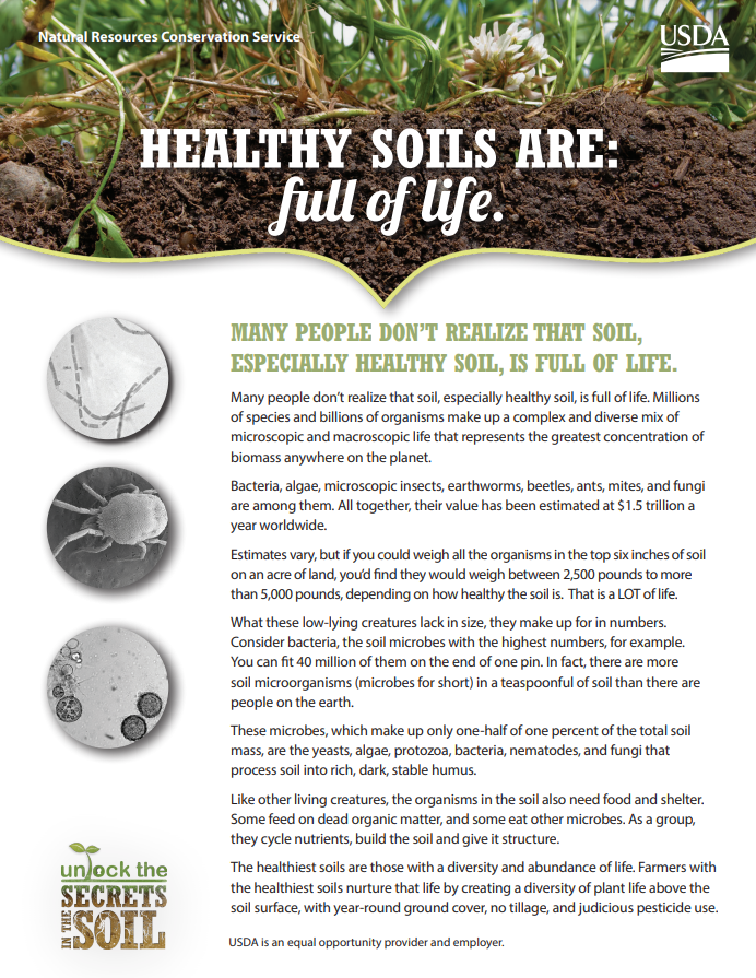 Read more about the article Healthy Soils Are: Full of Life