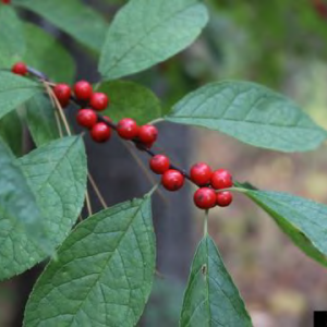 Winterberry (Michigan Holly)